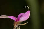 Eastern milkpea